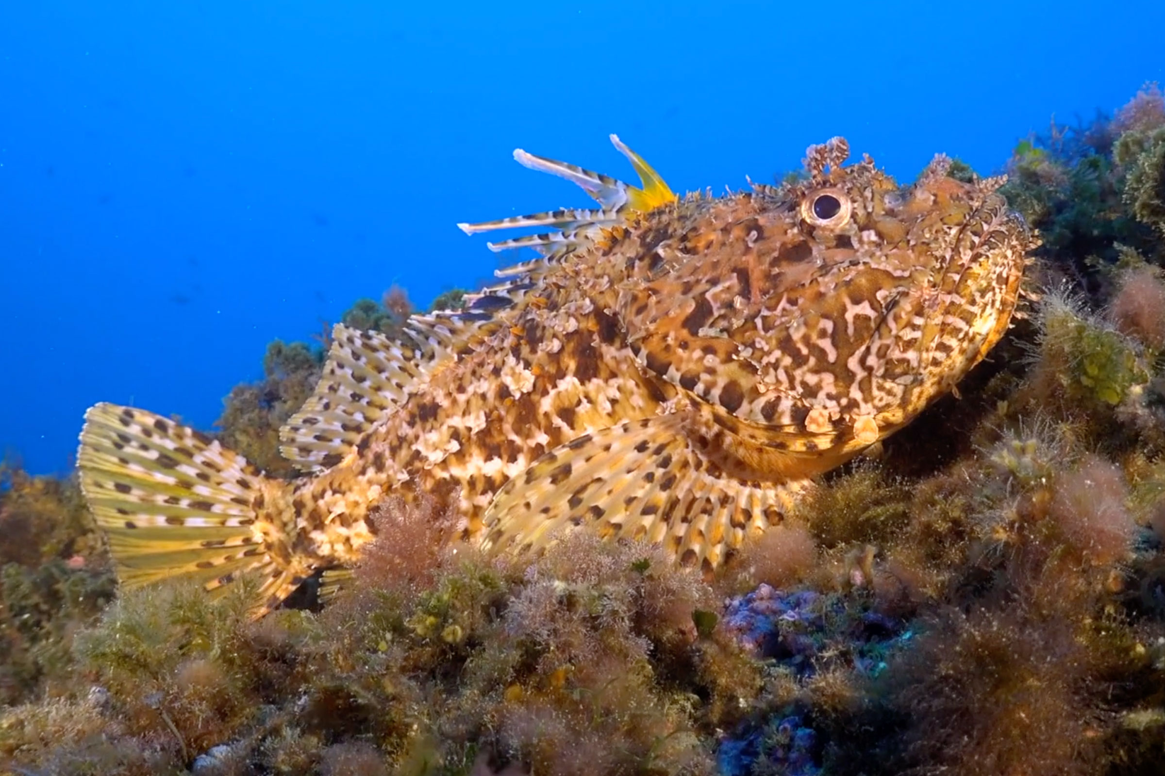 Rècord de participació en la 6ª edició del concurs de vídeos FOTOVIDEOSUB