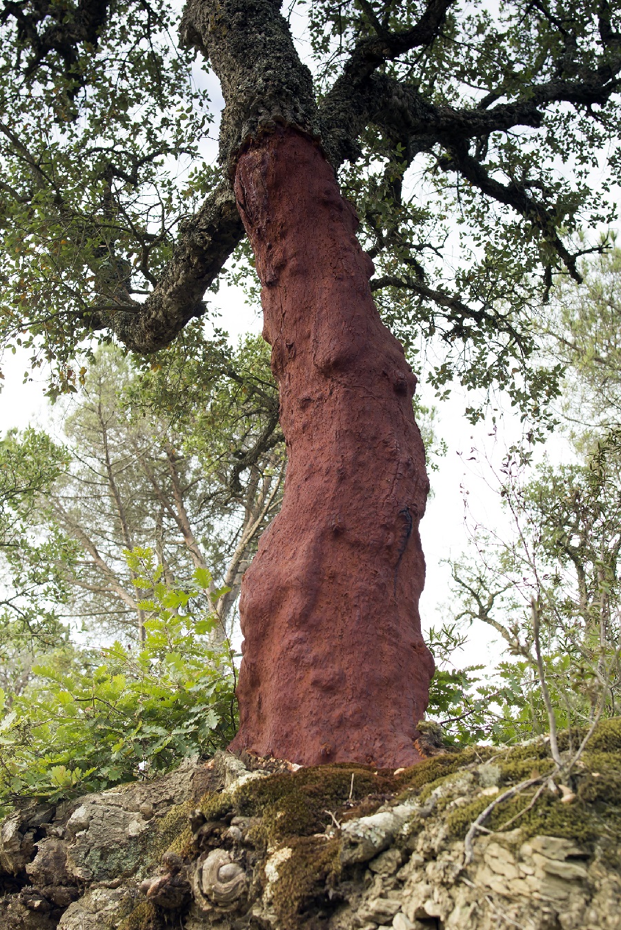 El Museu del Suro acull l'exposició fotogràfica 