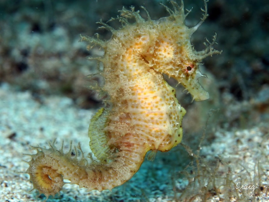 Mostra fotogràfica dels cavallets de mar de Tamariu a l’Arteca